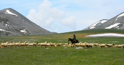 Սամցխե-Ջավախեթիում ևս 8 արոտավայր կտրվի վարձակալությամբ