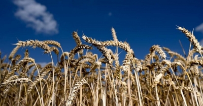 Ուկրաինան զգուշացնում է ներկրող երկրներին` Ռուսաստանի կողմից «գողացված հացահատիկի» մասին