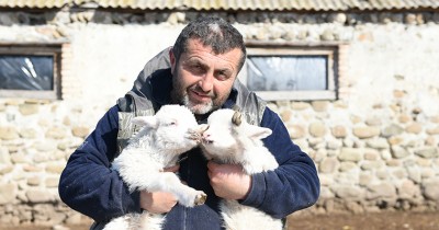 „თუ მთავრობამ შეღავათები არ დააწესა, მეცხვარეობა ვერ გადარჩება“ - ილია ჯაგოდანიძე