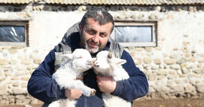 „თუ მთავრობამ შეღავათები არ დააწესა, მეცხვარეობა ვერ გადარჩება“ - ილია ჯაგოდანიძე