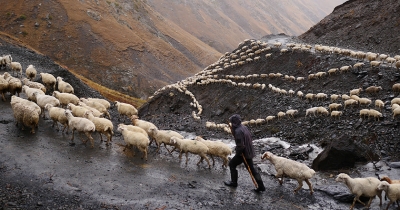 მთის მწყემსები